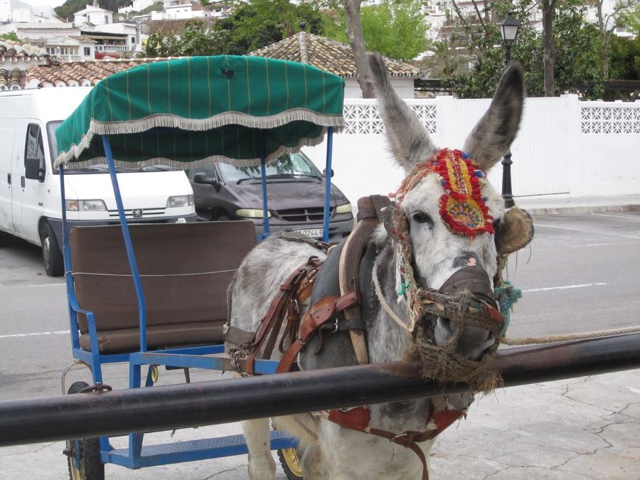 Mijas Donkey Taxi