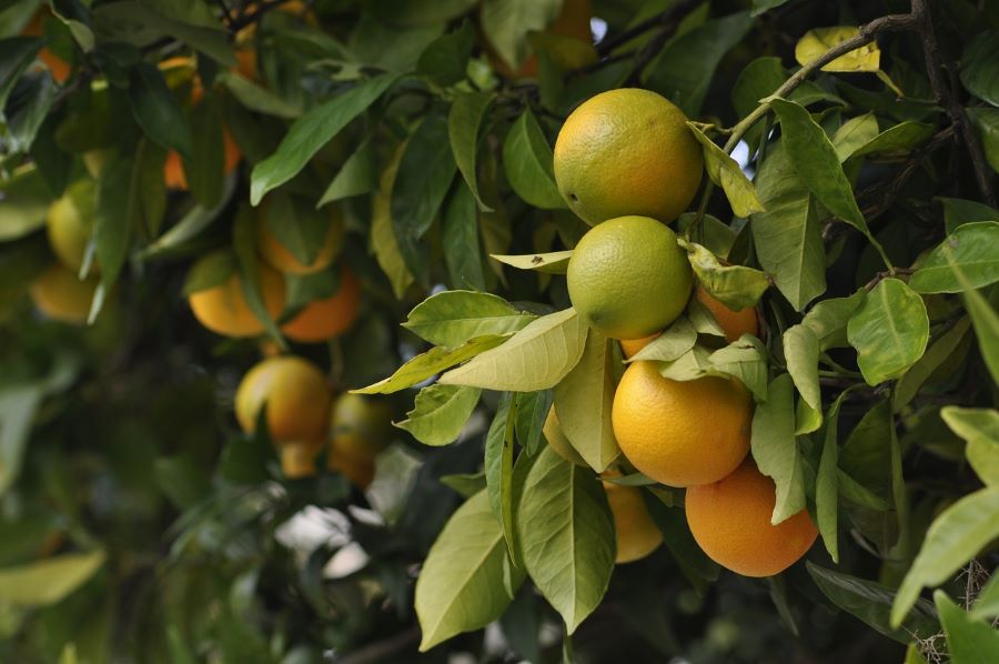 Local Citrus Fruits from cadiz