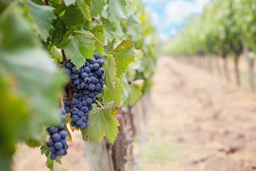 Vineyards and Wine