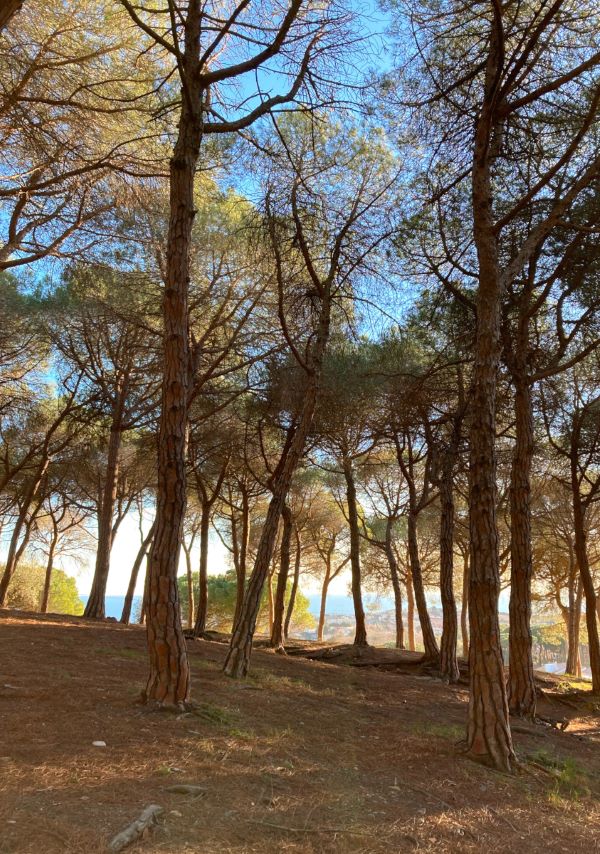 El Masnou and the Alella view point