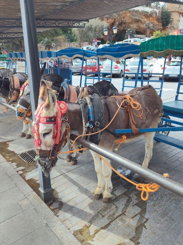 Donkey and horse rides around Mijas