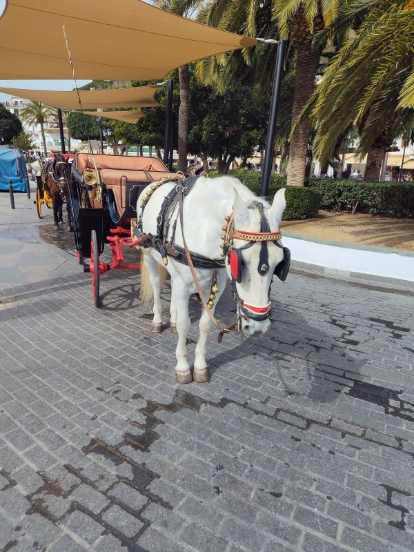 Donkey and horse rides around Mijas