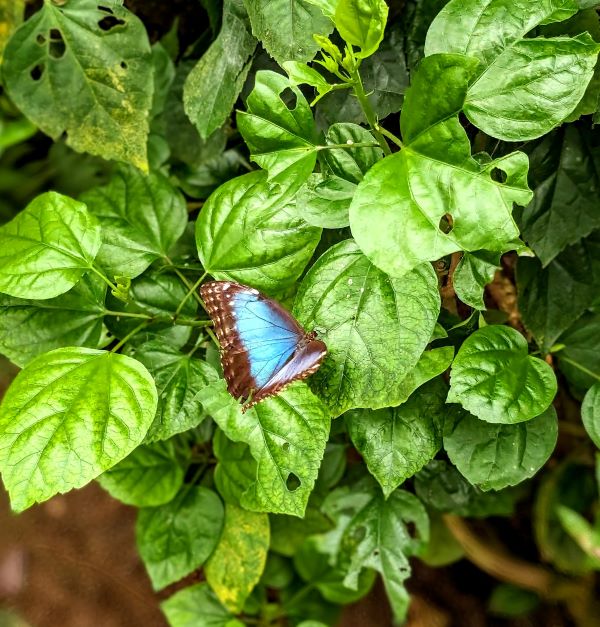 Butterfly Park (Mariposario de Benalmádena)