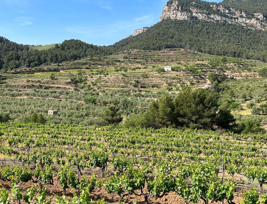 Take a day trip to nearby wine regions 