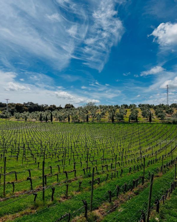 Wine Tasting and Local Bodegas