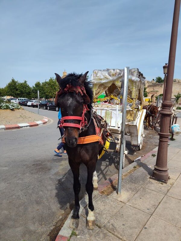 How to get to Meknes