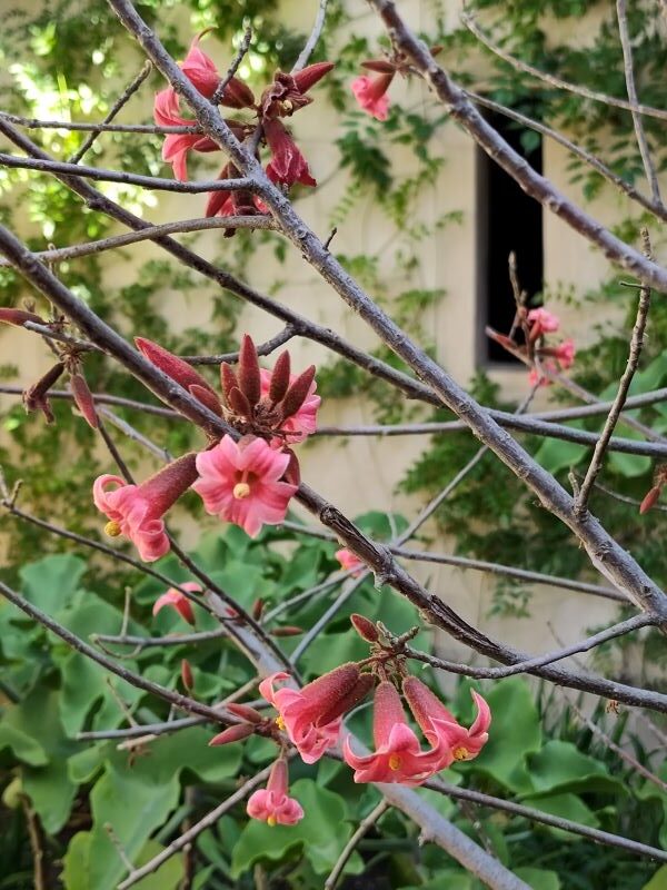 Beautiful exotic plantings