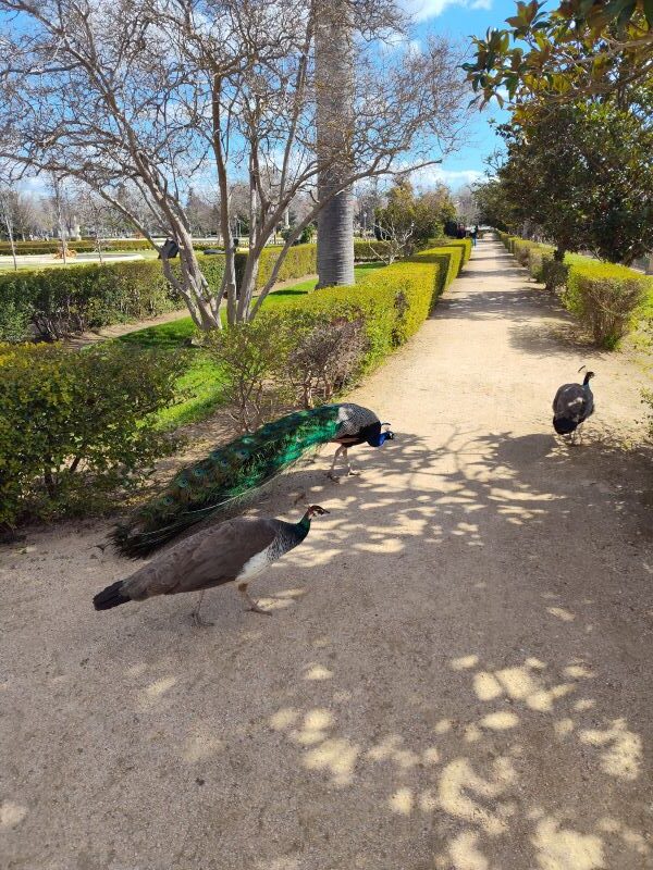 See the peacocks in the hidden gardens of Retiro Park