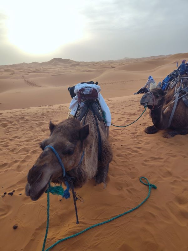 Erg Chebbi – Sahara