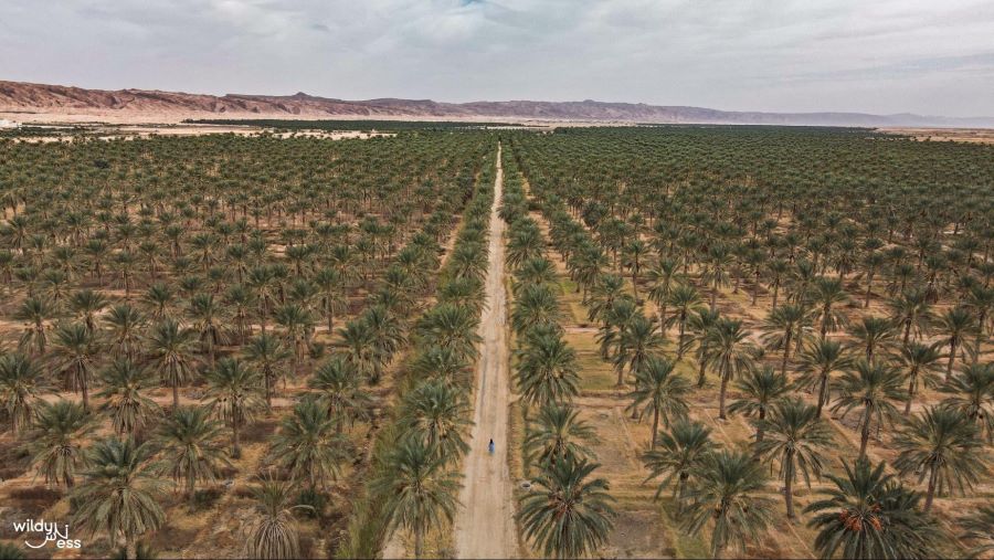 Tozeur: Your Oasis in the Desert