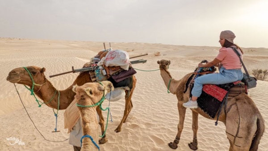 A Night in the Sahara from Douz